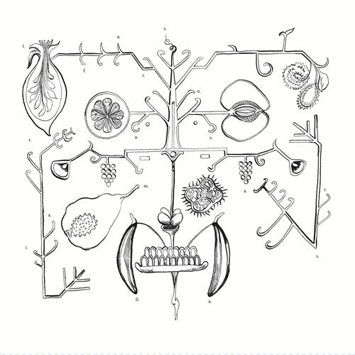 aa tigre- las frutas amarillas { vinyl }